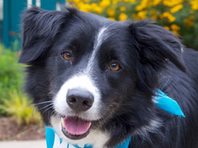 Bear Border Collie