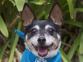 Bella Rat Terrier