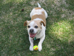 Buddy Beagle