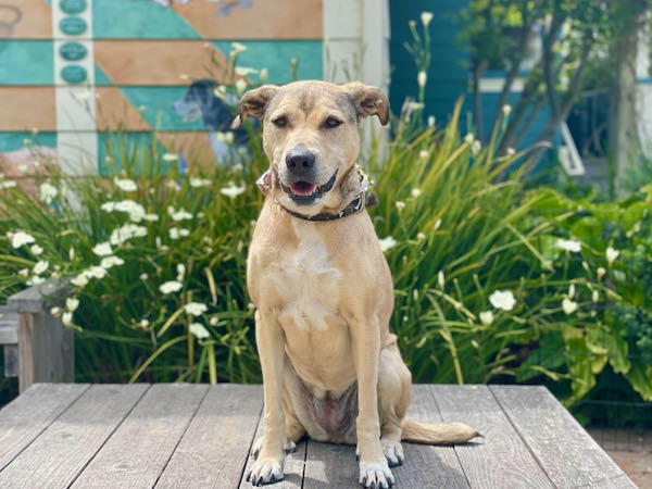 Cali Catahoula