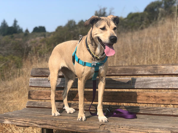 Cali Catahoula