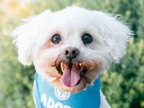 Cooper Poodle