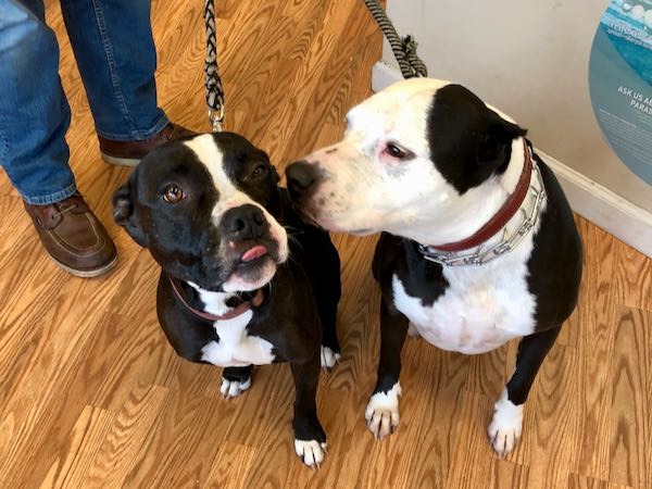 Ava and Roxie