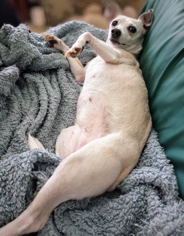 BB
