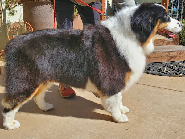 Bear