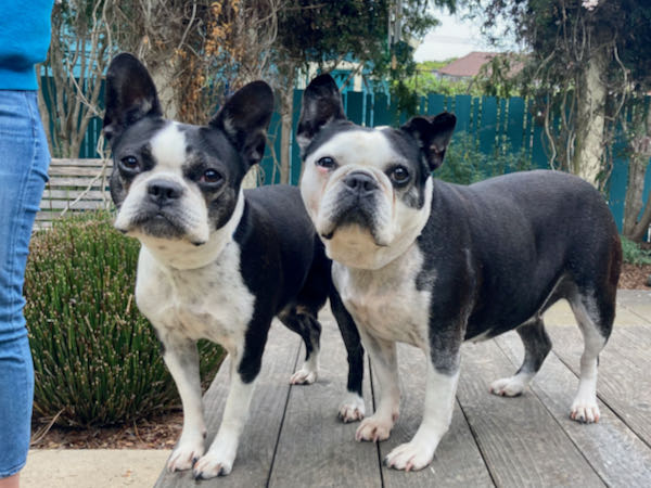 Bella and Chloe
