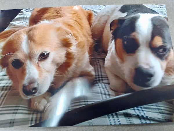 Buddy and Tiara