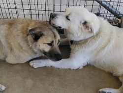 Dusty and Snowy