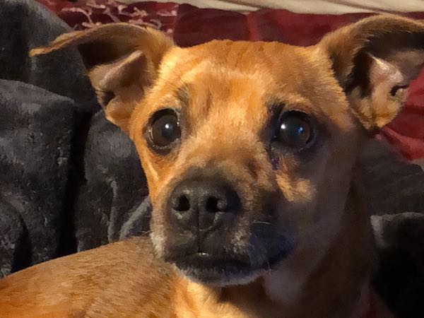 Elvis