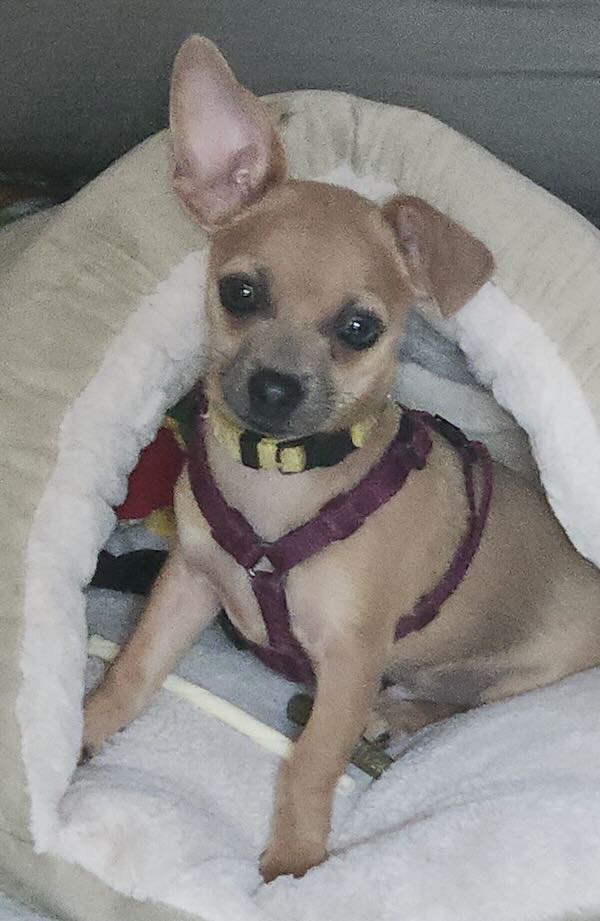 Gizmo