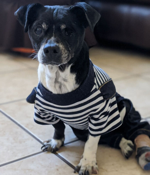 Junior
