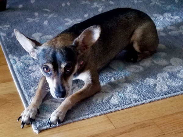 Kanga