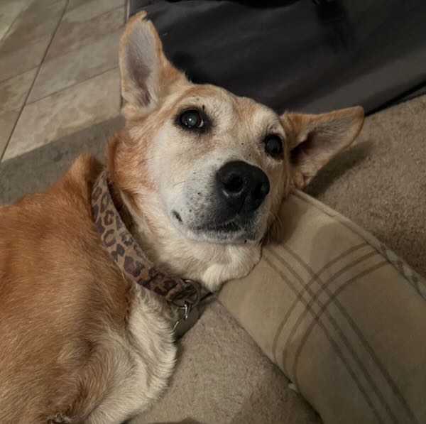 Koa
