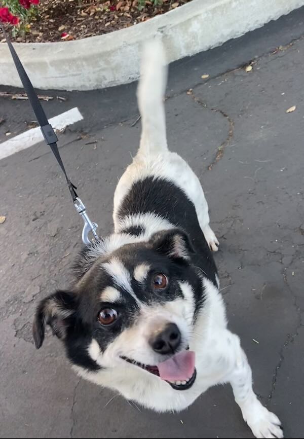 Kona