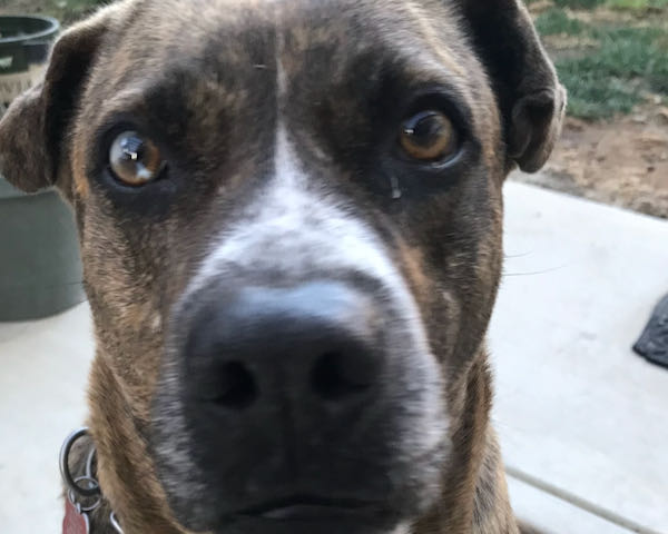 Navi