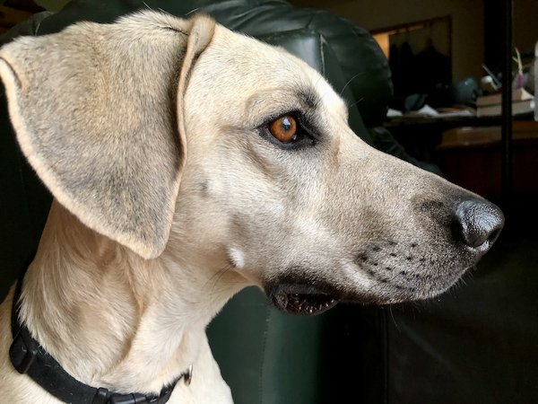 Stella