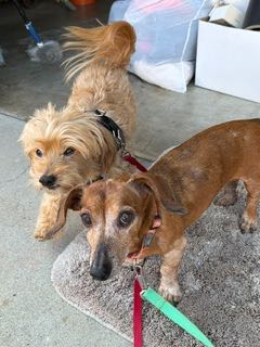 Wilson and Walter