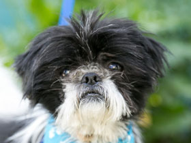 Cowboy Shih Tzu