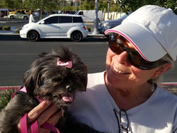 Duchess Shih Tzu