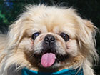 Duke Pekingese