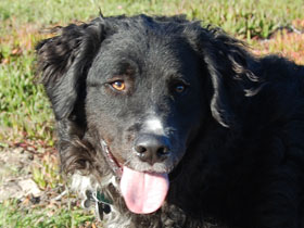 Eli Border Collie