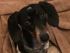 Gigi Doxie