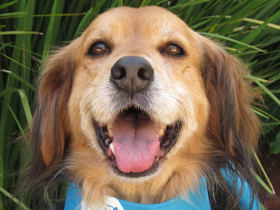 Ginger Spaniel