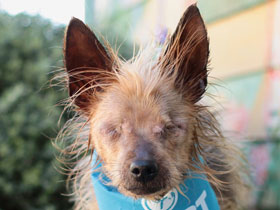 Ginger Yorkie