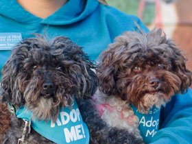 Gwennie and Coco Girl