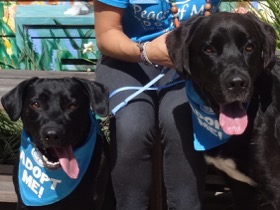 Jack and Lucy Black Labs