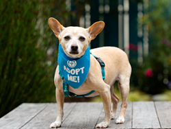 Peace Of Mind Dog Rescue Monterey Peace Of Mind Dog Rescue Monterey