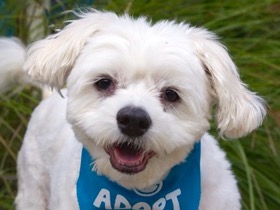 Lily Maltipoo