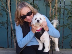 Lily Maltipoo