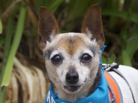 Lily Rat Terrier