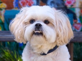 Lily Shih Tzu