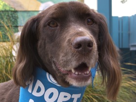 Lucy Sussex Spaniel