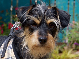 Lucy Wire Terrier