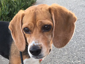 Lulu Beagle