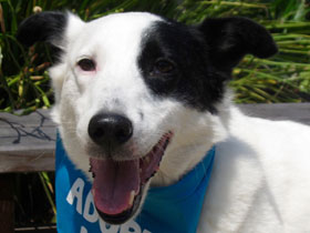 Noah Border Collie