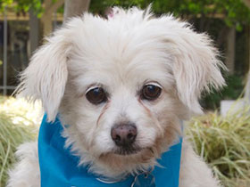 Timmy Spaniel Mix