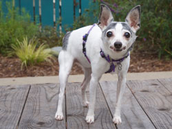 Trixie Fox Terrier