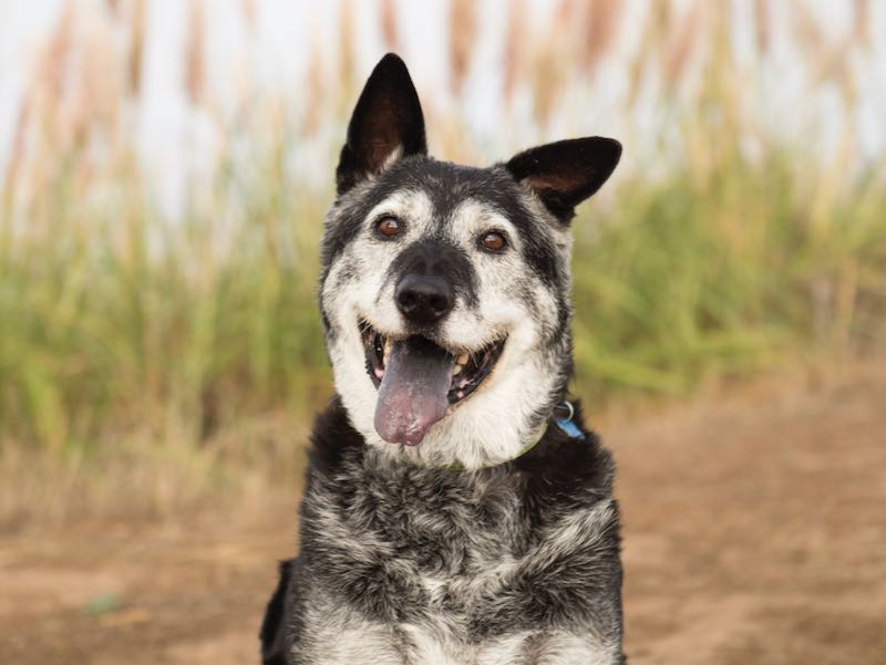 older dog adoption near me