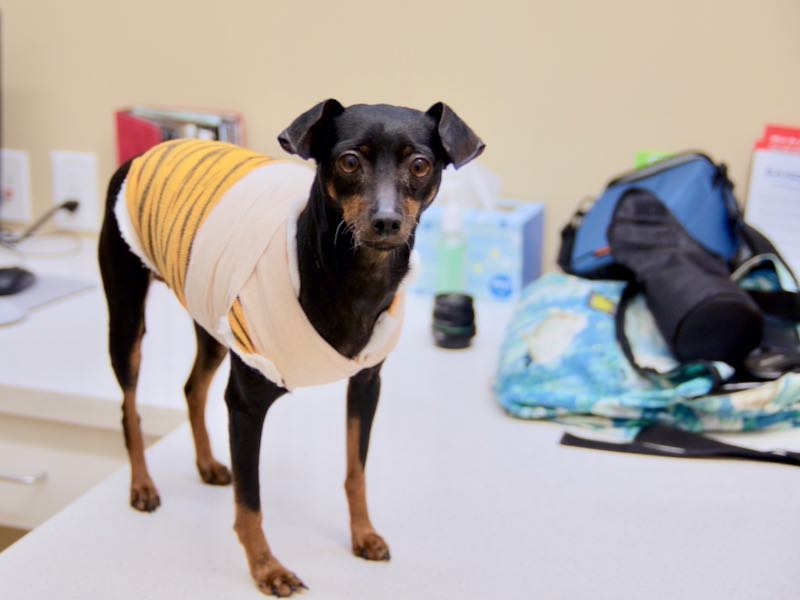 small senior dogs for adoption near me