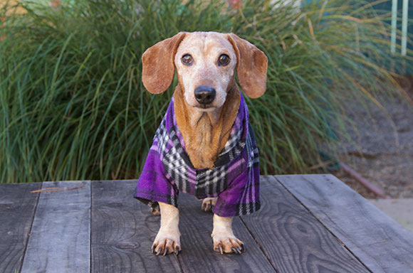 Wish online dog clothes